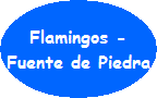 Flamingos, Fuente de Piedra Flamingos, Fuente de Piedra