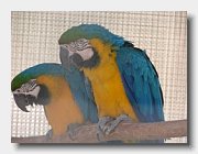 ararauna