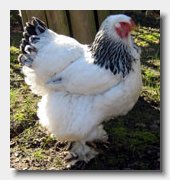 brahma-huhn